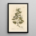 Mercure de France - Elizabeth Blackwell — framed artwork on a wall