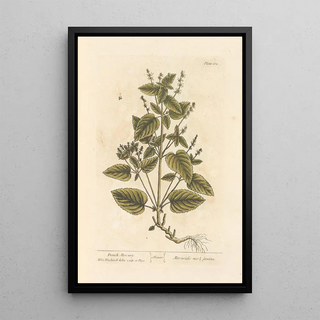Mercure de France - Elizabeth Blackwell — framed artwork on a wall