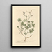 Oseille de France - Elizabeth Blackwell — framed artwork on a wall