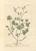 Oseille de France - Elizabeth Blackwell — artwork view