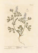 Fumeterre Painting - Elizabeth Blackwell — artwork view