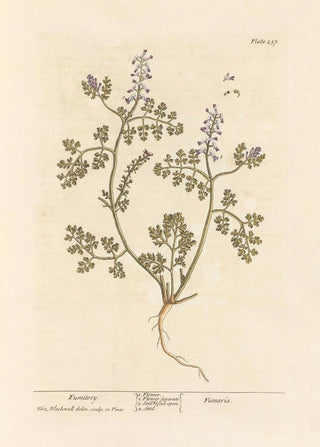 Fumeterre Painting - Elizabeth Blackwell — artwork view