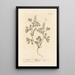 Fumeterre Painting - Elizabeth Blackwell — framed artwork on a wall