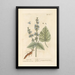 Sage Sclarée - Elizabeth Blackwell — framed artwork on a wall
