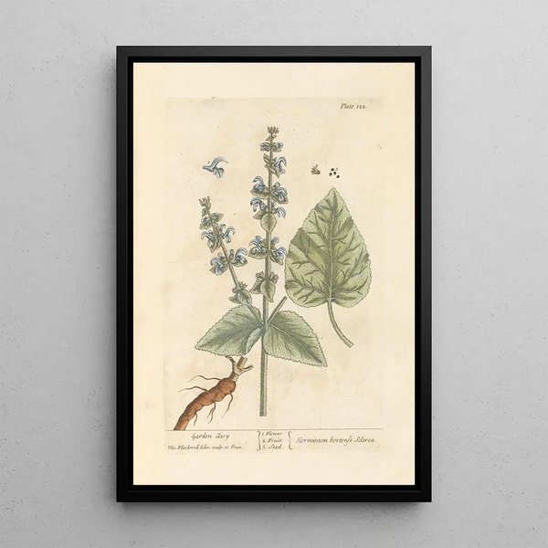 Sage Sclarée - Elizabeth Blackwell — framed artwork on a wall