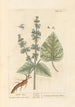 Sage Sclarée - Elizabeth Blackwell — artwork view