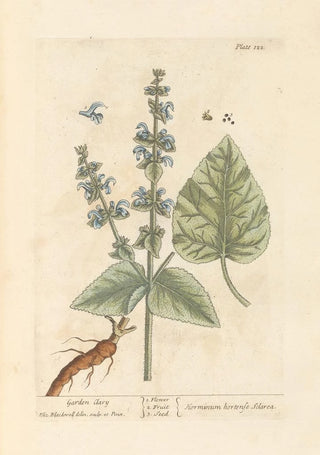 Sage Sclarée - Elizabeth Blackwell — artwork view