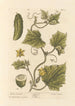 Garden Cucumber Painting - Elizabeth Blackwell — artwork view