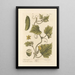 Garden Cucumber Painting - Elizabeth Blackwell — framed artwork on a wall
