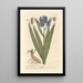 Garden Iris Painting - Elizabeth Blackwell — framed artwork on a wall