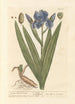 Garden Iris Painting - Elizabeth Blackwell — artwork view