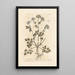 Garden Parsley Painting - Elizabeth Blackwell — framed artwork on a wall