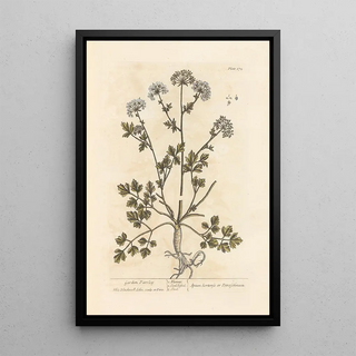 Garden Parsley Painting - Elizabeth Blackwell — framed artwork on a wall
