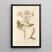 Garden Radish Painting - Elizabeth Blackwell — framed artwork on a wall