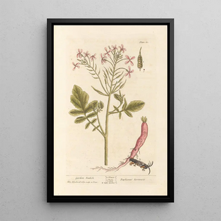 Garden Radish Painting - Elizabeth Blackwell — framed artwork on a wall