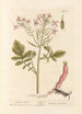 Garden Radish Painting - Elizabeth Blackwell — artwork view