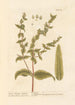 Garden Euphorbia Painting - Elizabeth Blackwell — artwork view