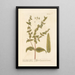 Garden Euphorbia Painting - Elizabeth Blackwell — framed artwork on a wall