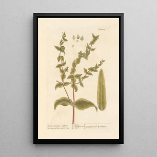 Garden Euphorbia Painting - Elizabeth Blackwell — framed artwork on a wall