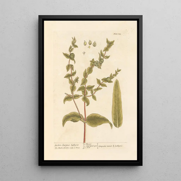Garden Euphorbia Painting - Elizabeth Blackwell — framed artwork on a wall