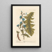 Garden Chicory Painting - Elizabeth Blackwell — framed artwork on a wall