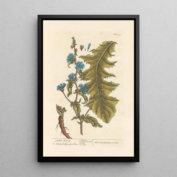 Garden Chicory Painting - Elizabeth Blackwell — framed artwork on a wall