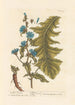 Garden Chicory Painting - Elizabeth Blackwell — artwork view
