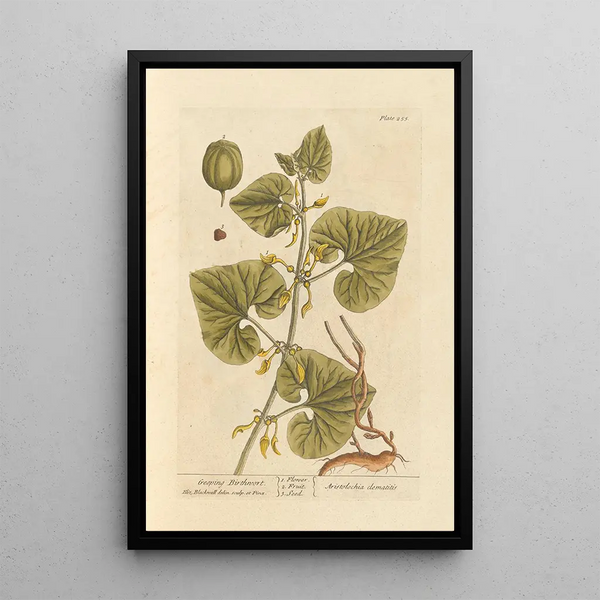 Aristoloche rampante - Elizabeth Blackwell — framed artwork on a wall