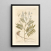 Galega Painting - Elizabeth Blackwell — framed artwork on a wall