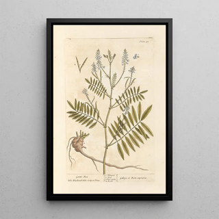 Galega Painting - Elizabeth Blackwell — framed artwork on a wall