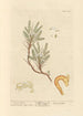 Astragale - Elizabeth Blackwell — artwork view