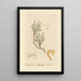 Astragale - Elizabeth Blackwell — framed artwork on a wall