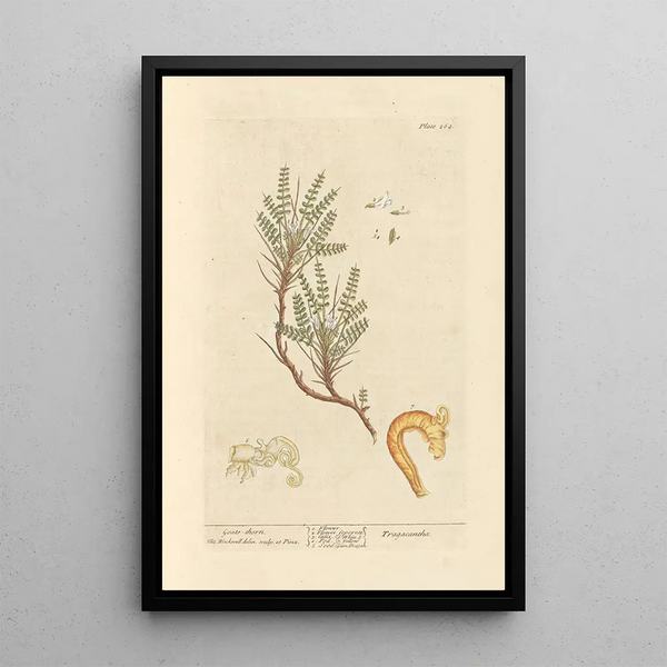 Astragale - Elizabeth Blackwell — framed artwork on a wall