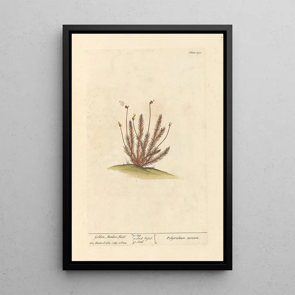 Golden Hair Painting - Elizabeth Blackwell — framed artwork on a wall