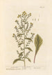 Verge d'or - Elizabeth Blackwell — artwork view