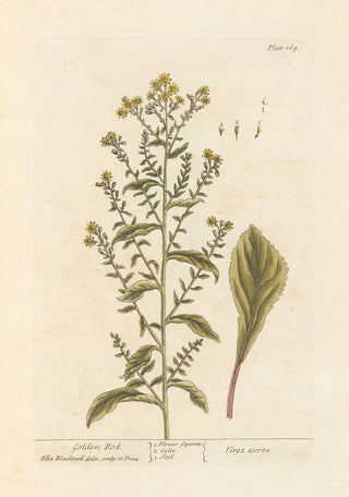 Verge d'or - Elizabeth Blackwell — artwork view