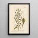 Verge d'or - Elizabeth Blackwell — framed artwork on a wall
