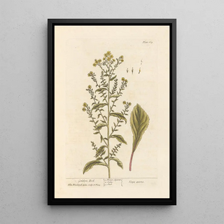 Verge d'or - Elizabeth Blackwell — framed artwork on a wall