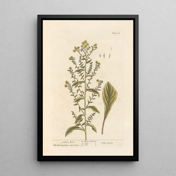 Verge d'or - Elizabeth Blackwell — framed artwork on a wall