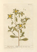 Golden Aster Painting - Elizabeth Blackwell — artwork view