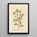 Golden Aster Painting - Elizabeth Blackwell — framed artwork on a wall