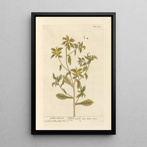 Golden Aster Painting - Elizabeth Blackwell — framed artwork on a wall