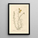 Goldilocks - Elizabeth Blackwell — framed artwork on a wall