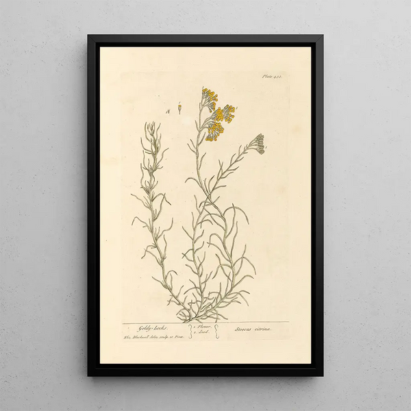 Goldilocks - Elizabeth Blackwell — framed artwork on a wall
