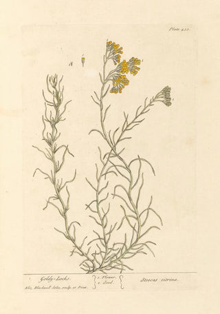 Elizabeth Blackwell - Goldy locks.webp