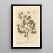 Gooseberry - Elizabeth Blackwell — framed artwork on a wall