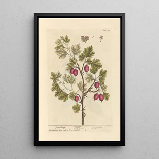 Gooseberry - Elizabeth Blackwell — framed artwork on a wall