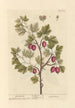 Gooseberry - Elizabeth Blackwell — artwork view