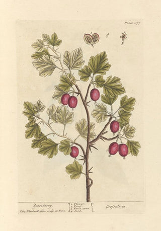 Gooseberry - Elizabeth Blackwell — artwork view
