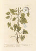 Wisteria of the hedges - Elizabeth Blackwell — artwork view